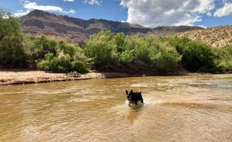 Hayley K.'s photo of camping with pets at Virgin River Gorge Recreation Area Campground (BLM) near Mesquite, NV