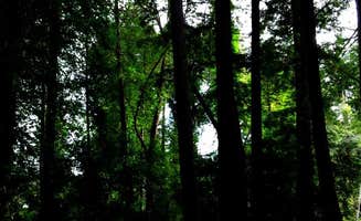 Hayley K.'s photo at Samuel P. Taylor State Park Campground near Point Reyes Station, CA