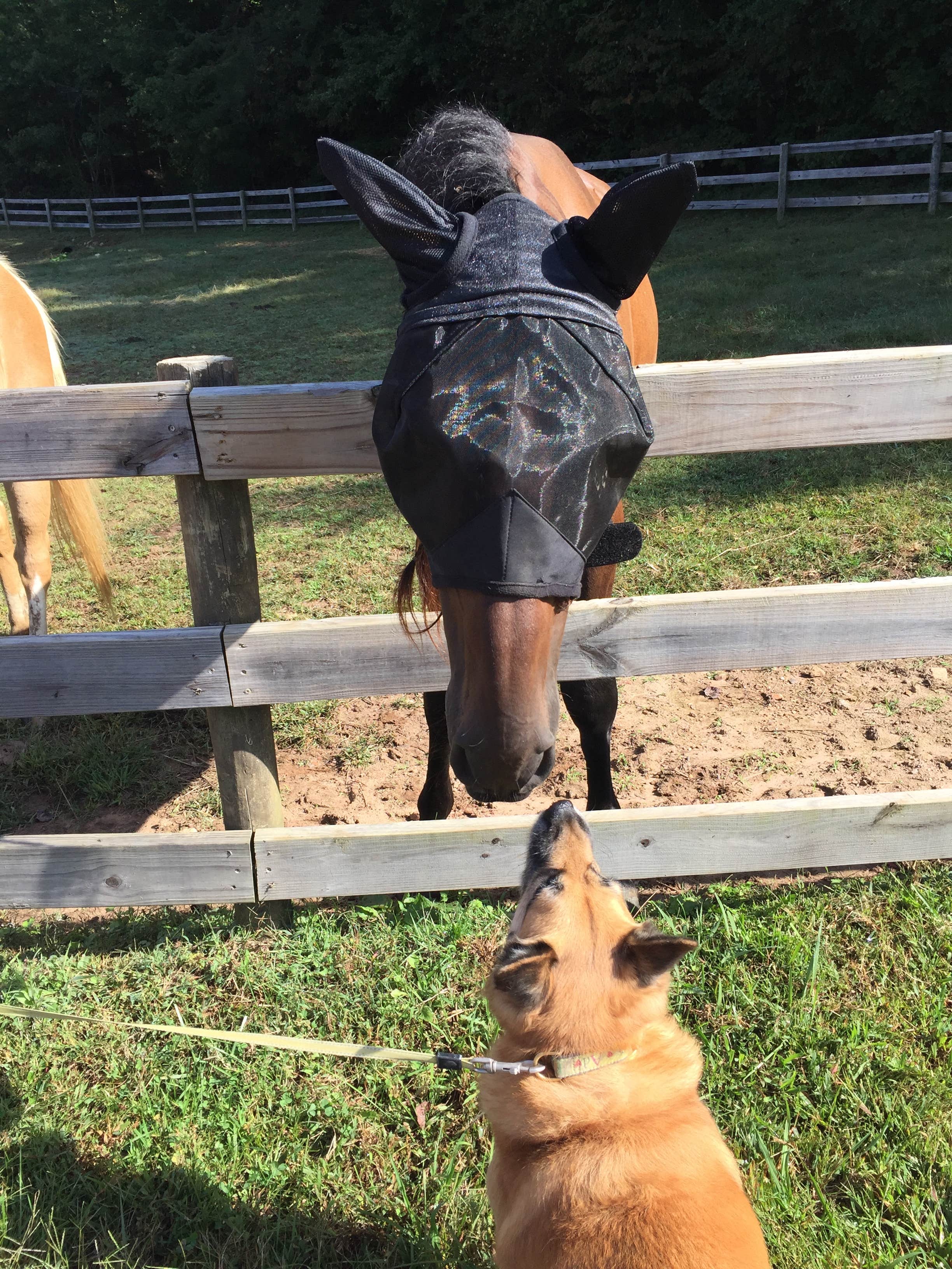 Suzie F.'s photo of camping with a horse at Trackrock Campground & Cabins near Epworth, GA