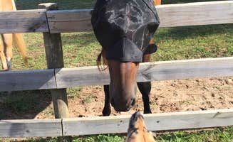 Suzie F.'s photo of camping with a horse at Trackrock Campground & Cabins in Georgia