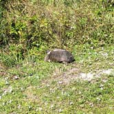 Review photo of Pine Grove Campground — Jonathan Dickinson State Park by Suzie F., May 4, 2019