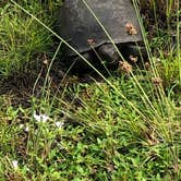 Review photo of Pine Grove Campground — Jonathan Dickinson State Park by Suzie F., May 4, 2019