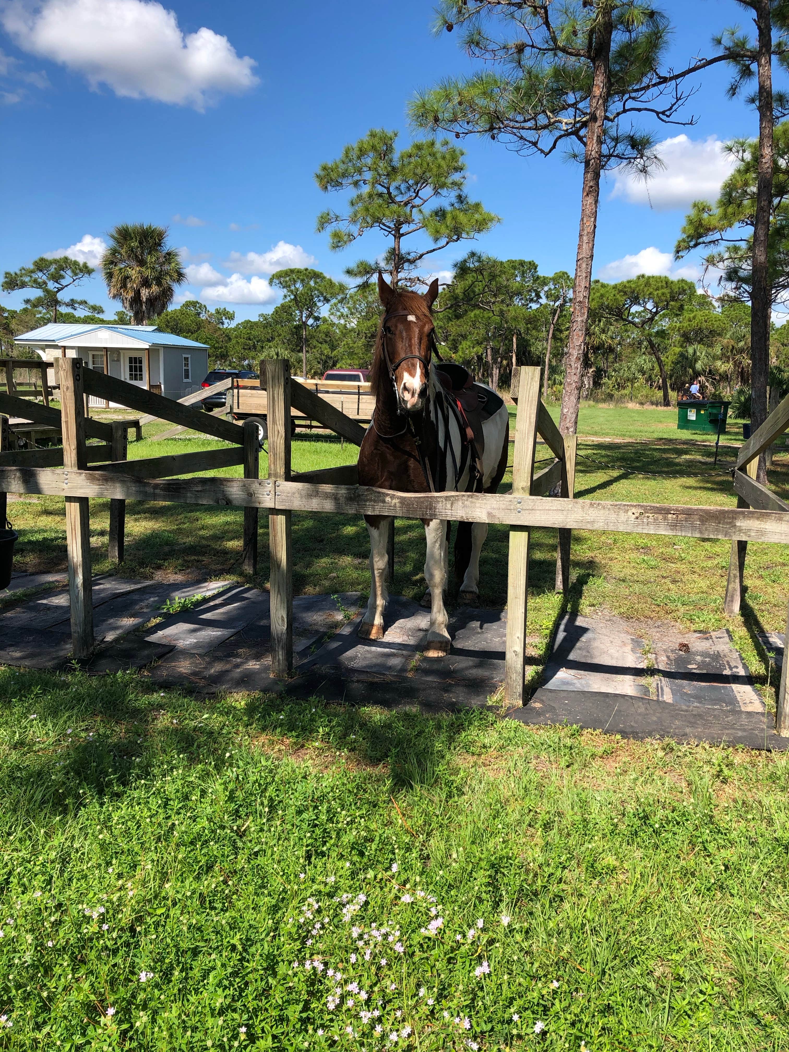 Suzie F.'s photo of camping with a horse at Pine Grove Campground — Jonathan Dickinson State Park near Port St. Lucie, FL