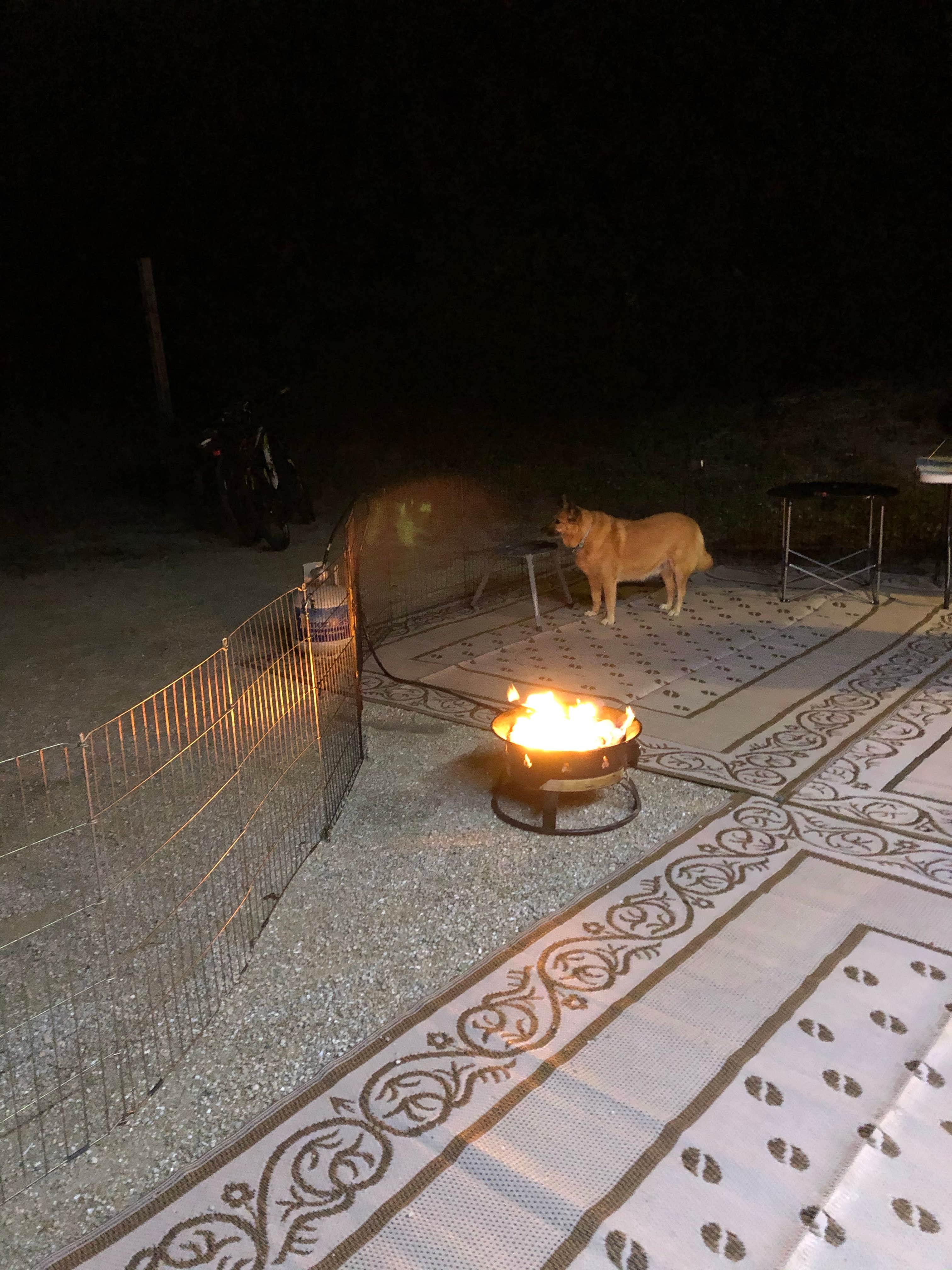 Suzie F.'s photo of camping with pets at Pine Grove Campground — Jonathan Dickinson State Park near Jensen Beach, FL