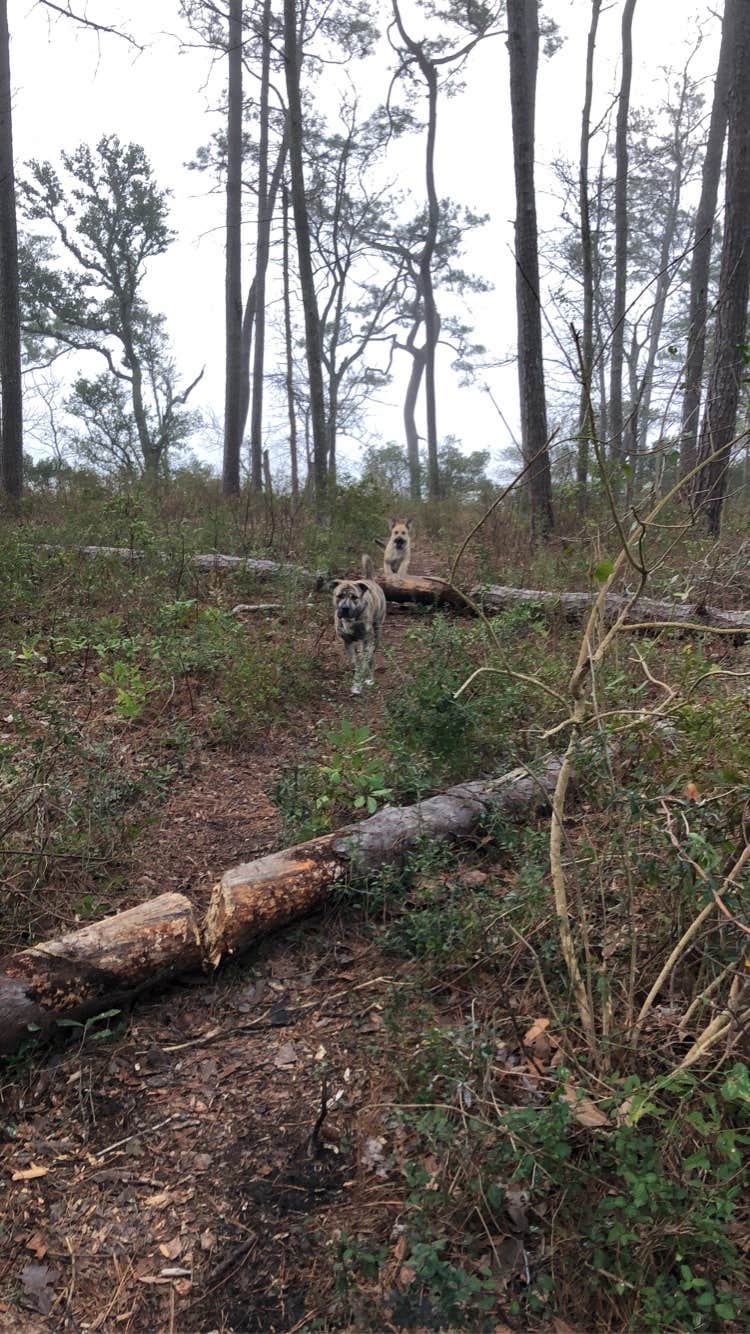 Steven  G.'s photo of camping with pets at Oyster Point Campground near Gloucester, NC