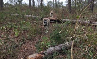 Steven  G.'s photo of camping with pets at Oyster Point Campground near Harkers Island, NC