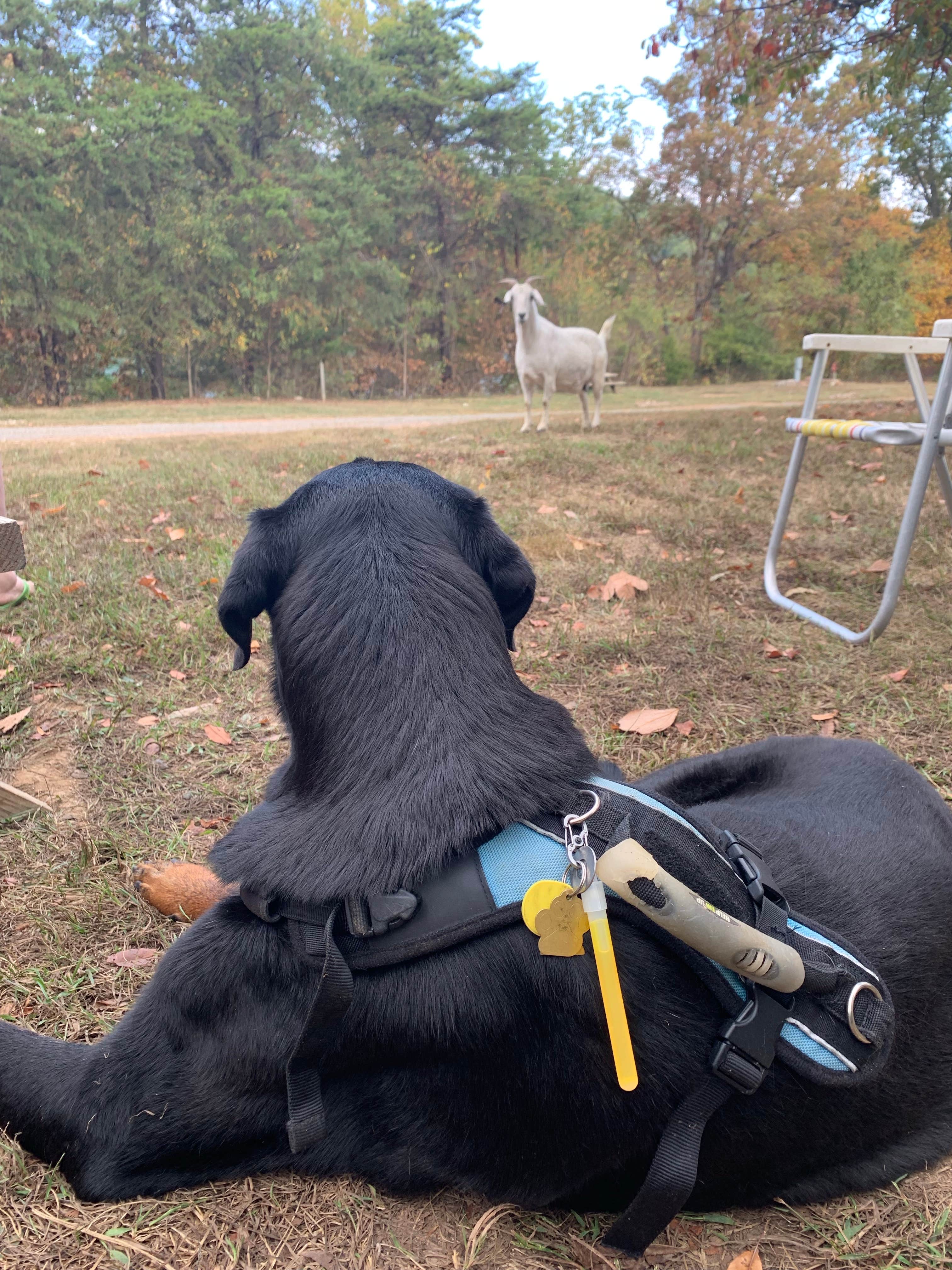 Nancy  L.'s photo of camping with pets at The Cove Campground near Winchester, VA