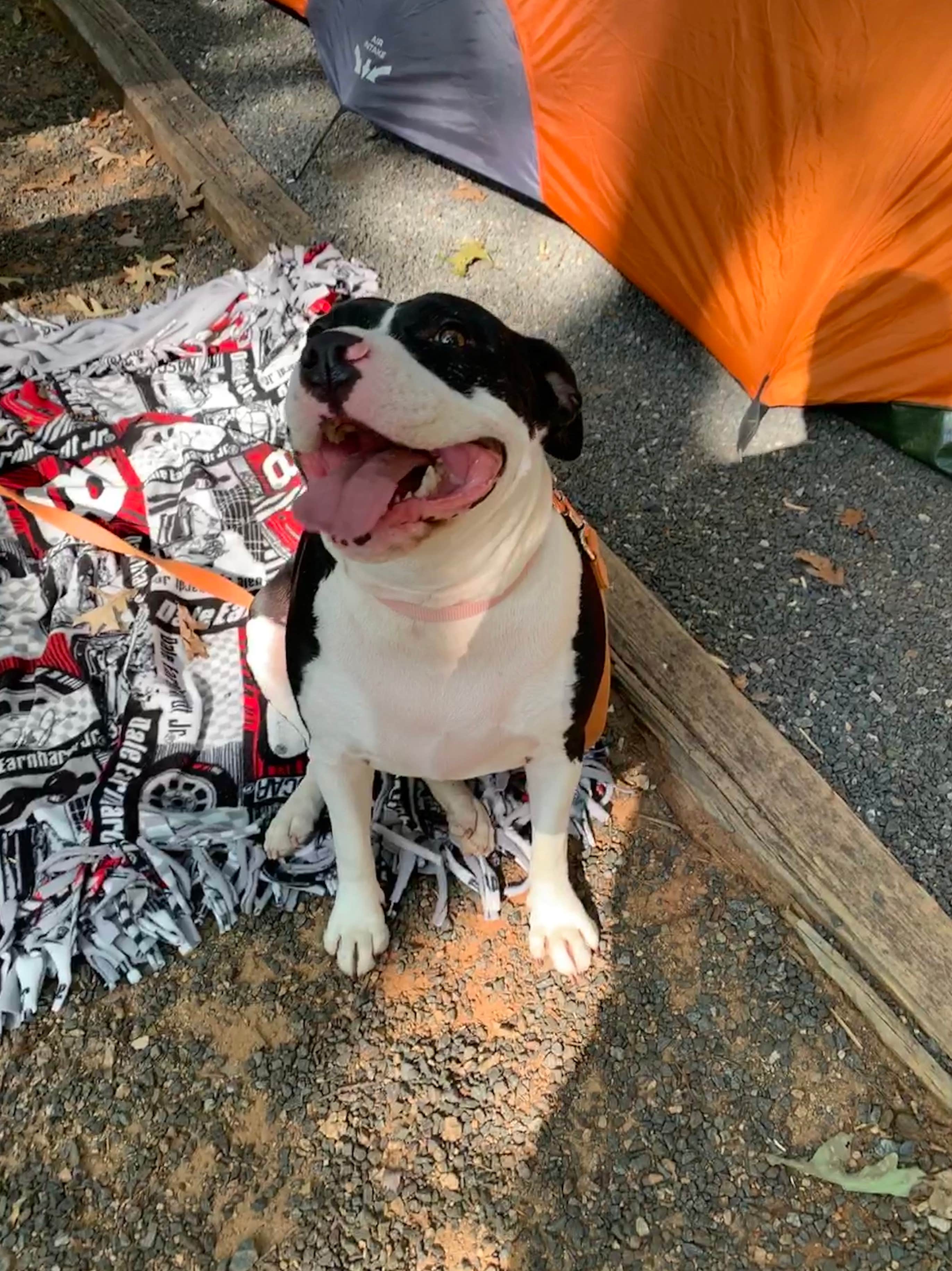 Lee J.'s photo of camping with pets at McDowell Nature Preserve near Gastonia, NC