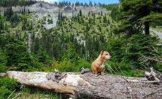 Mandy E.'s photo of camping with pets at Pamelia Lake in Oregon