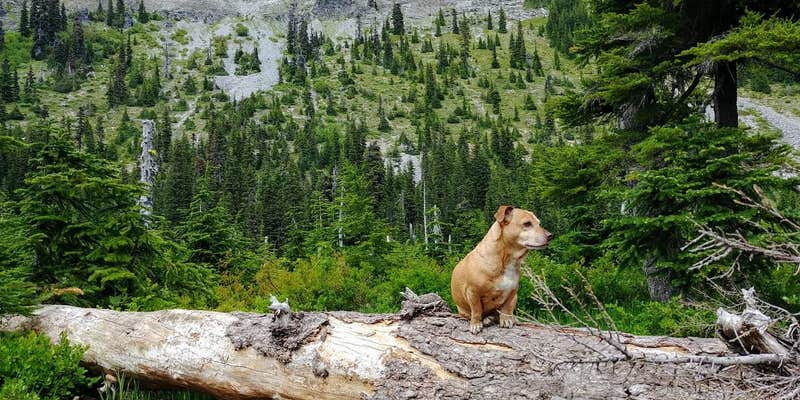 Camper submitted image from Pamelia Lake