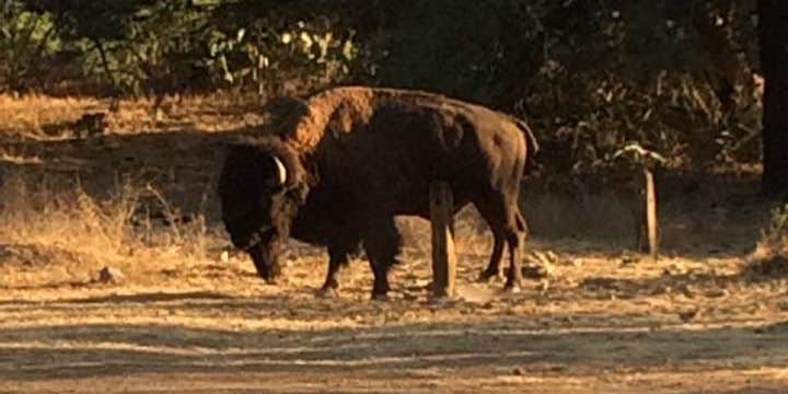 Camper submitted image from Black Jack Campground