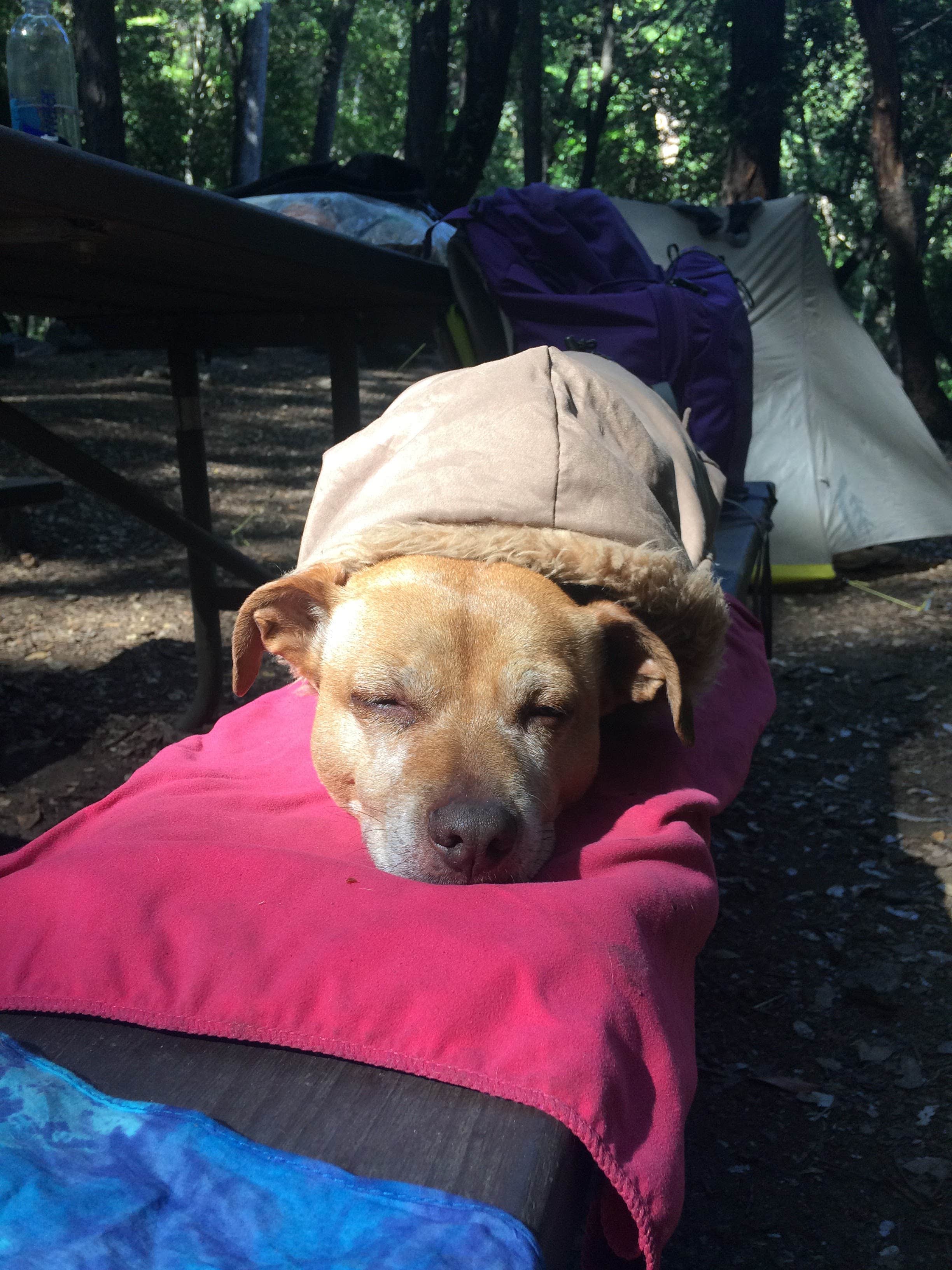 Camper-submitted photo at Hoegees Trail Camp Campground near Azusa, CA