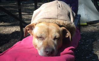 Mandy E.'s photo of camping with pets at Hoegees Trail Camp Campground near San Gabriel, CA