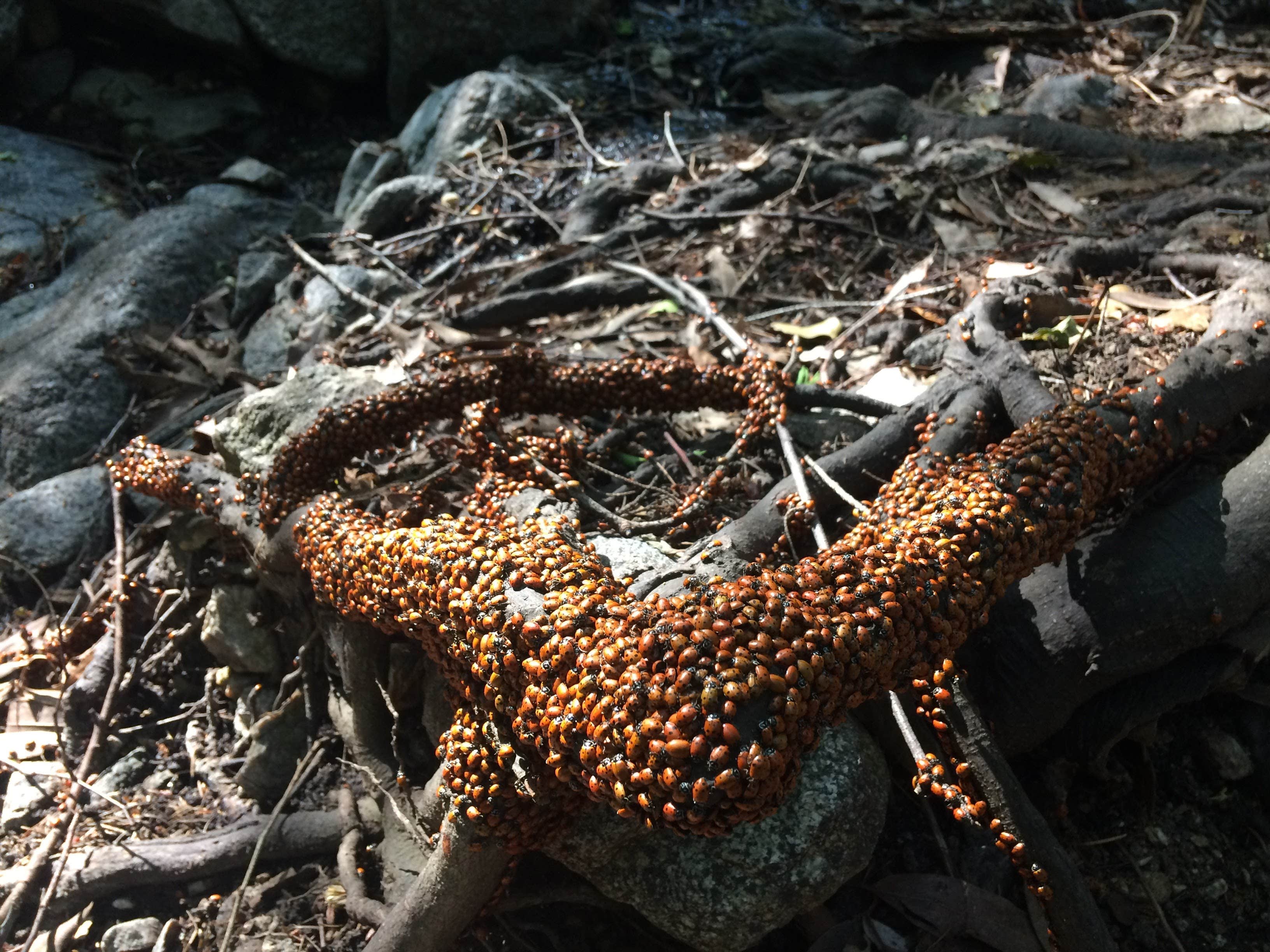 Camper-submitted photo at Hoegees Trail Camp Campground near Azusa, CA