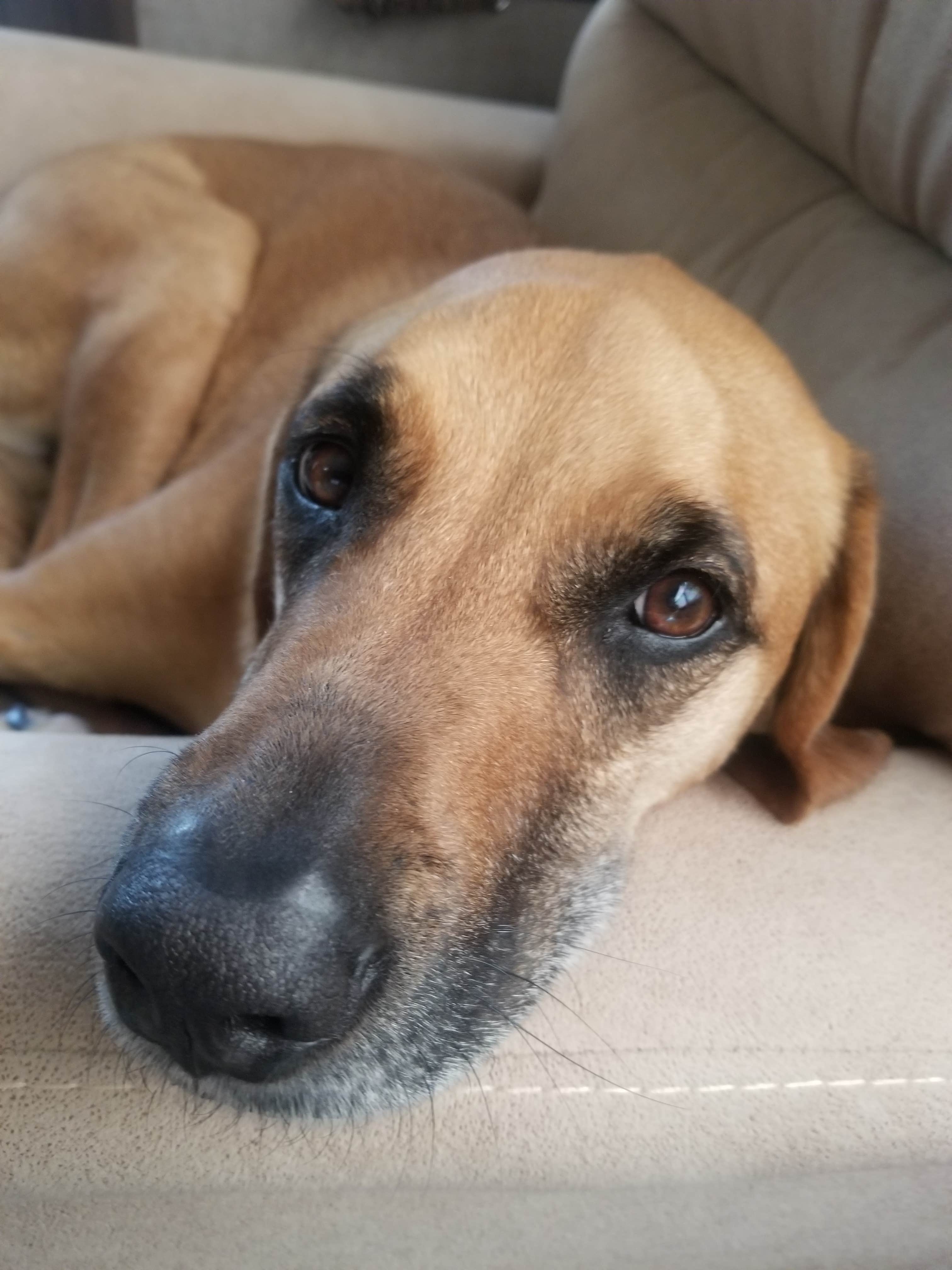 Joseph W.'s photo of camping with pets at Lower Ridge Road Camping Area — Elephant Butte Lake State Park near Caballo, NM