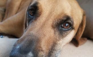Joseph W.'s photo of camping with pets at Lower Ridge Road Camping Area — Elephant Butte Lake State Park near Hatch, NM