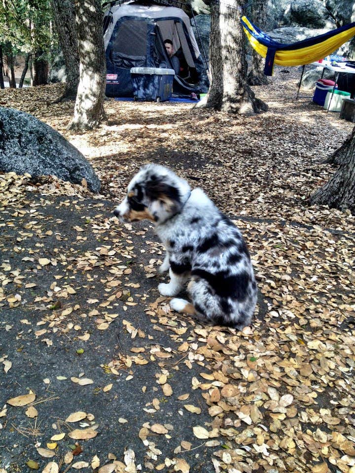 Hayley K.'s photo of camping with pets at Idyllwild Campground — Mount San Jacinto State Park near Hemet, CA