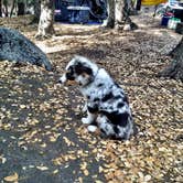 Review photo of Idyllwild Campground — Mount San Jacinto State Park by Hayley K., February 20, 2020