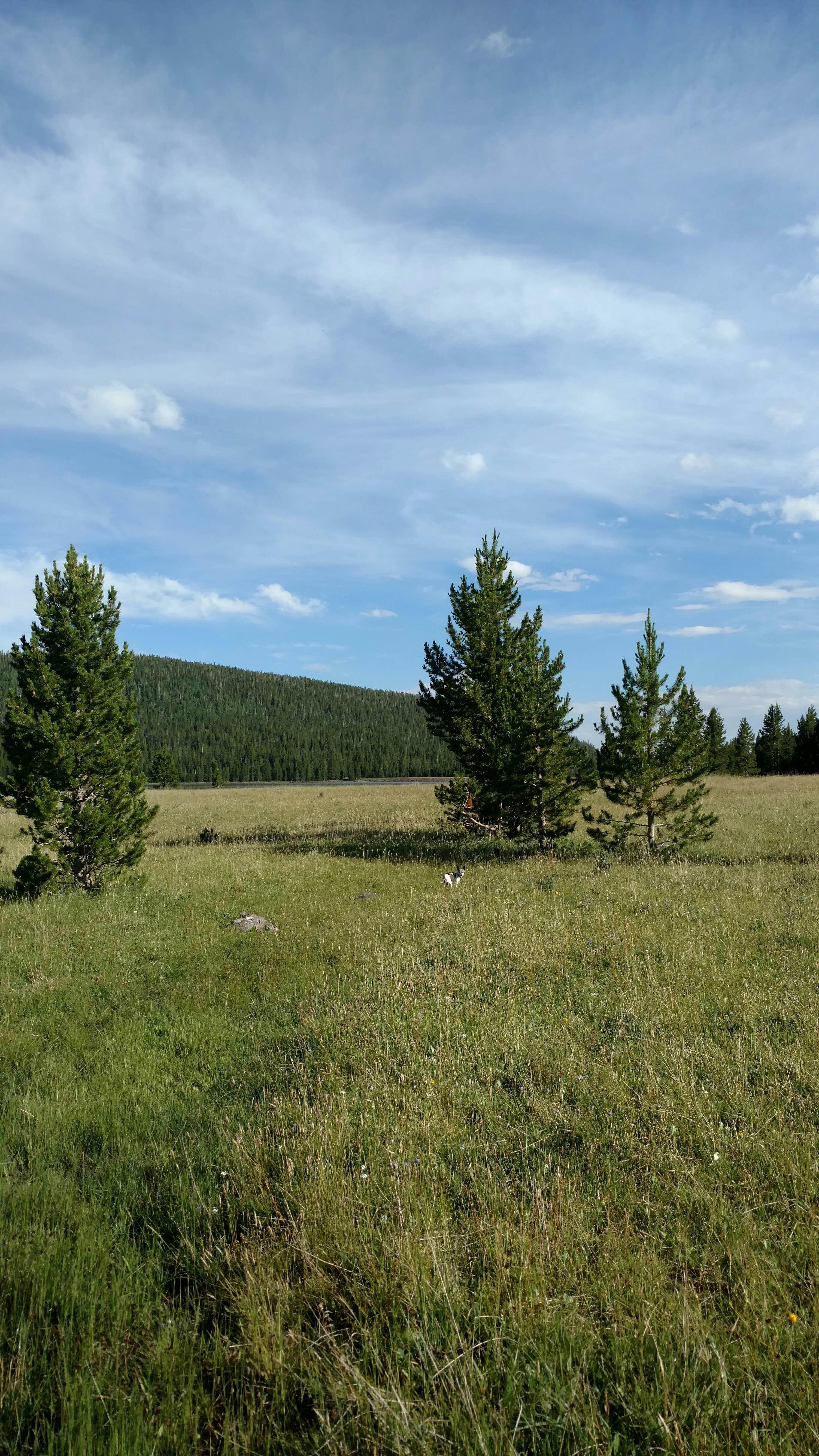 Camper submitted image from Windy Park Camping Area - 1