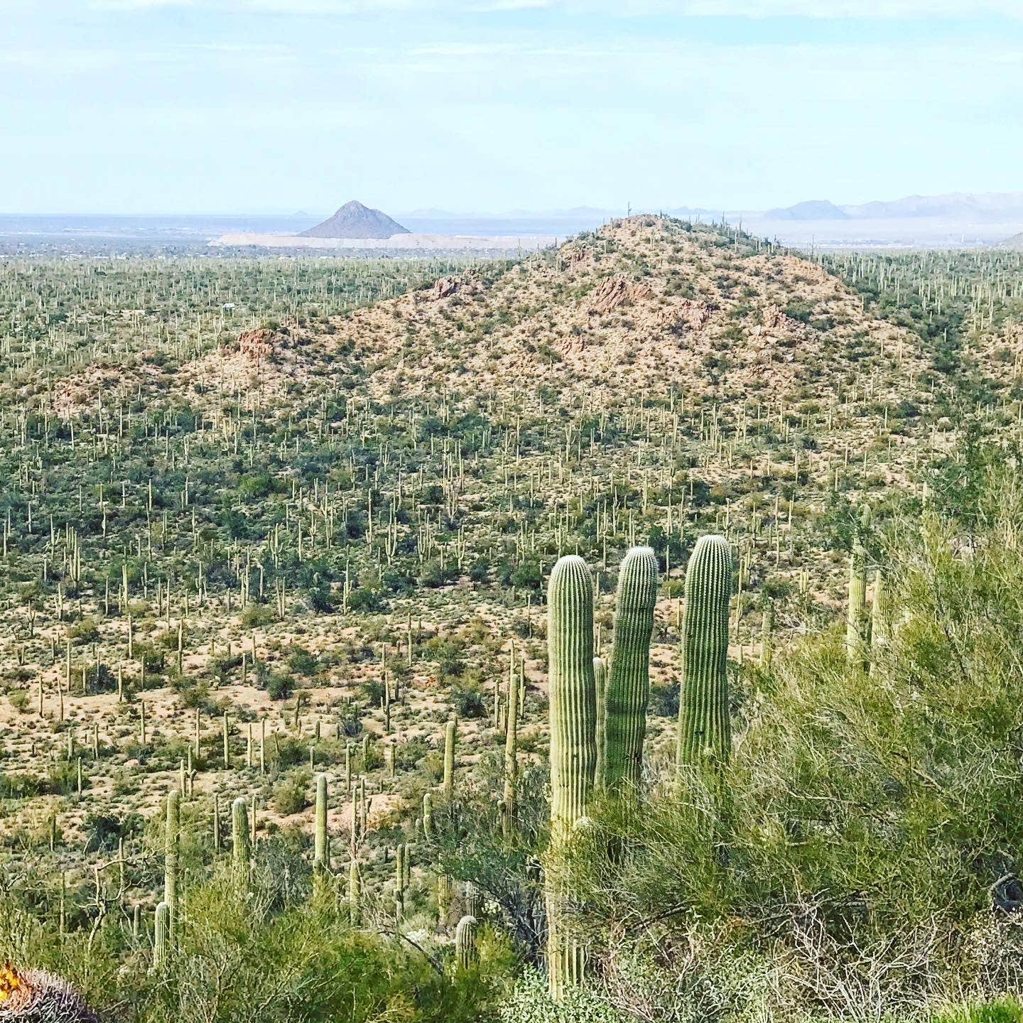 Camper submitted image from Picacho-Tucson NW KOA - 2