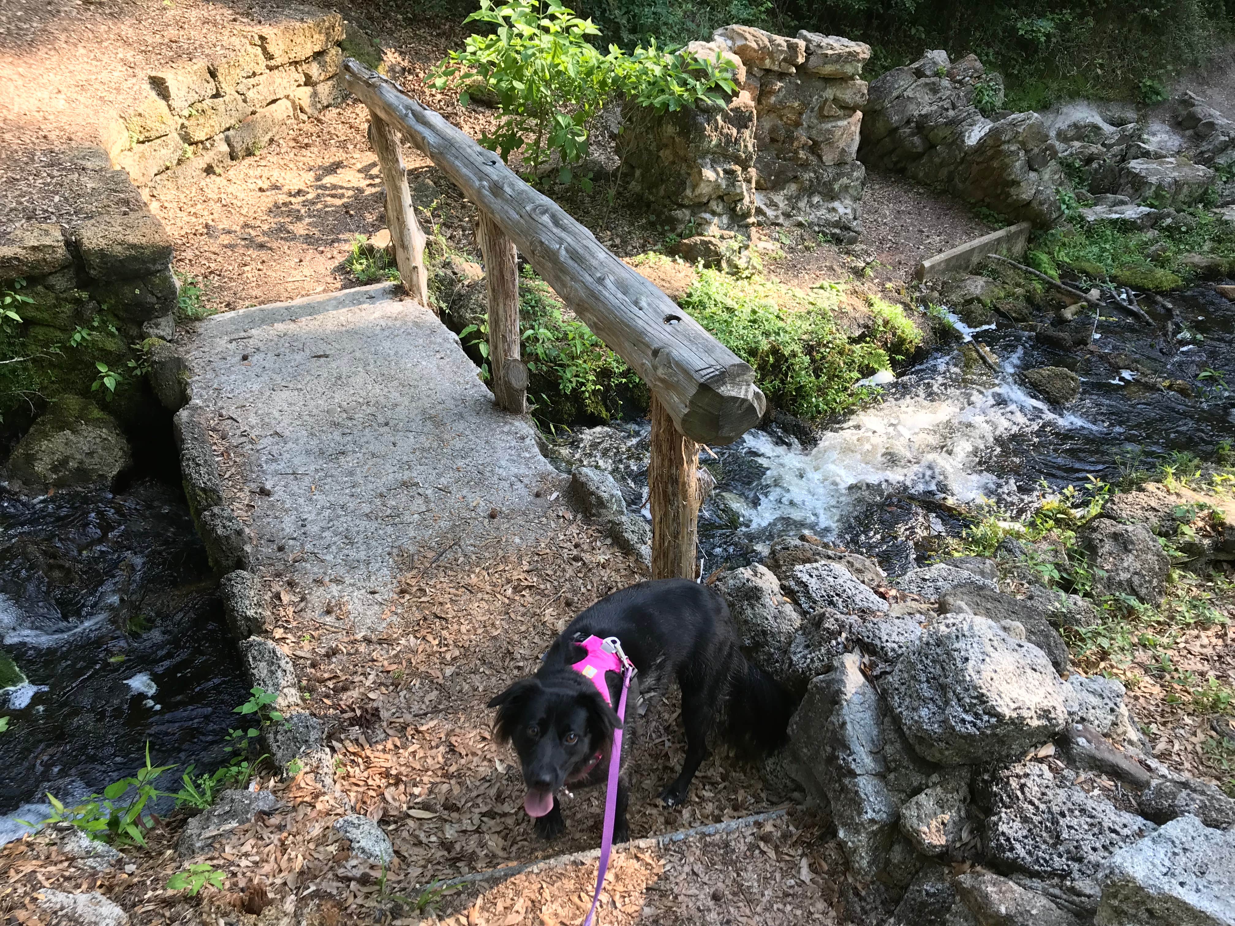 Krista R.'s photo of camping with pets at Poinsett State Park Campground near West Columbia, SC