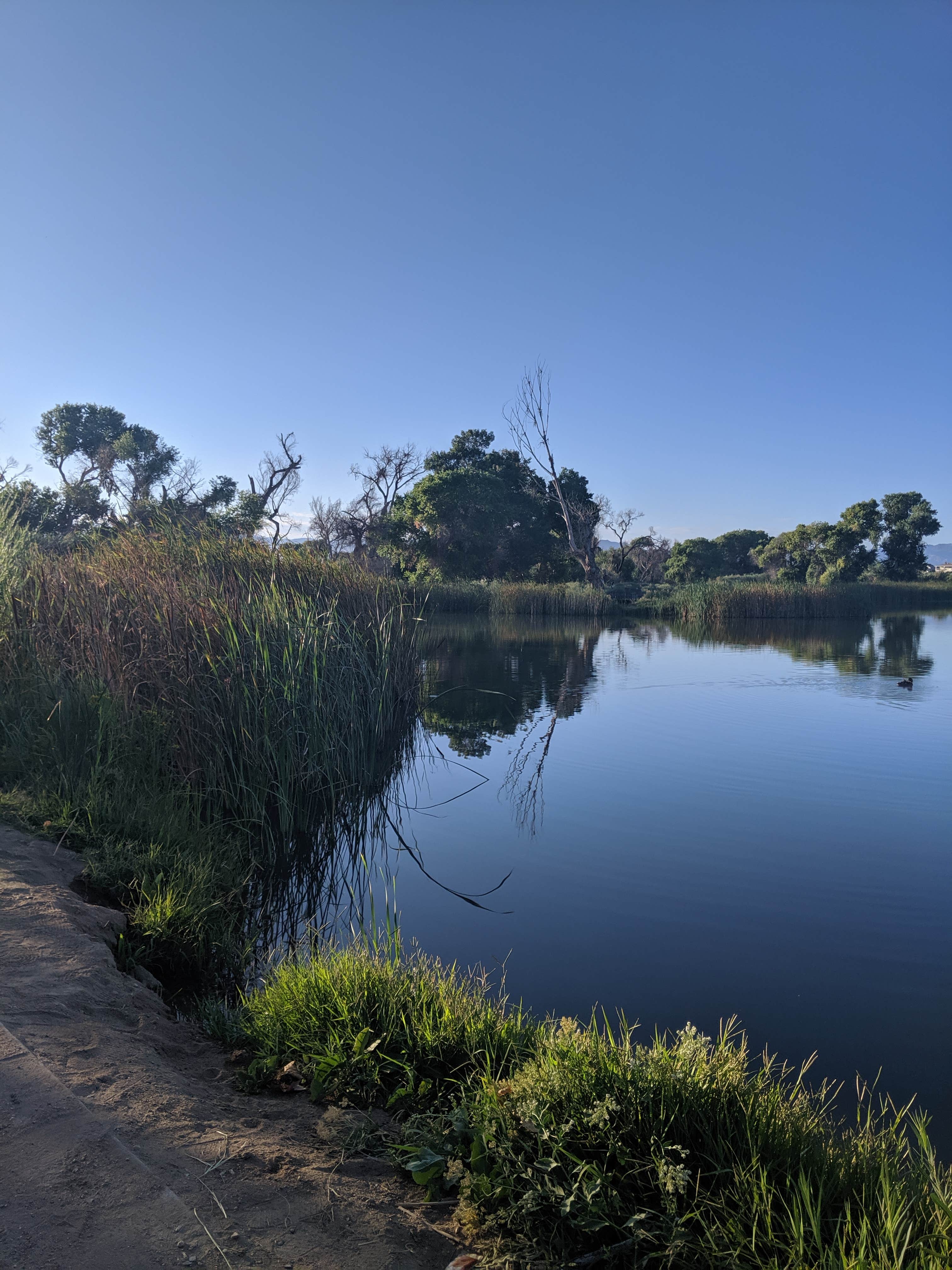 Camper submitted image from Mojave Narrows Regional Park - CLOSED TIL FURTHER NOTICE - 5