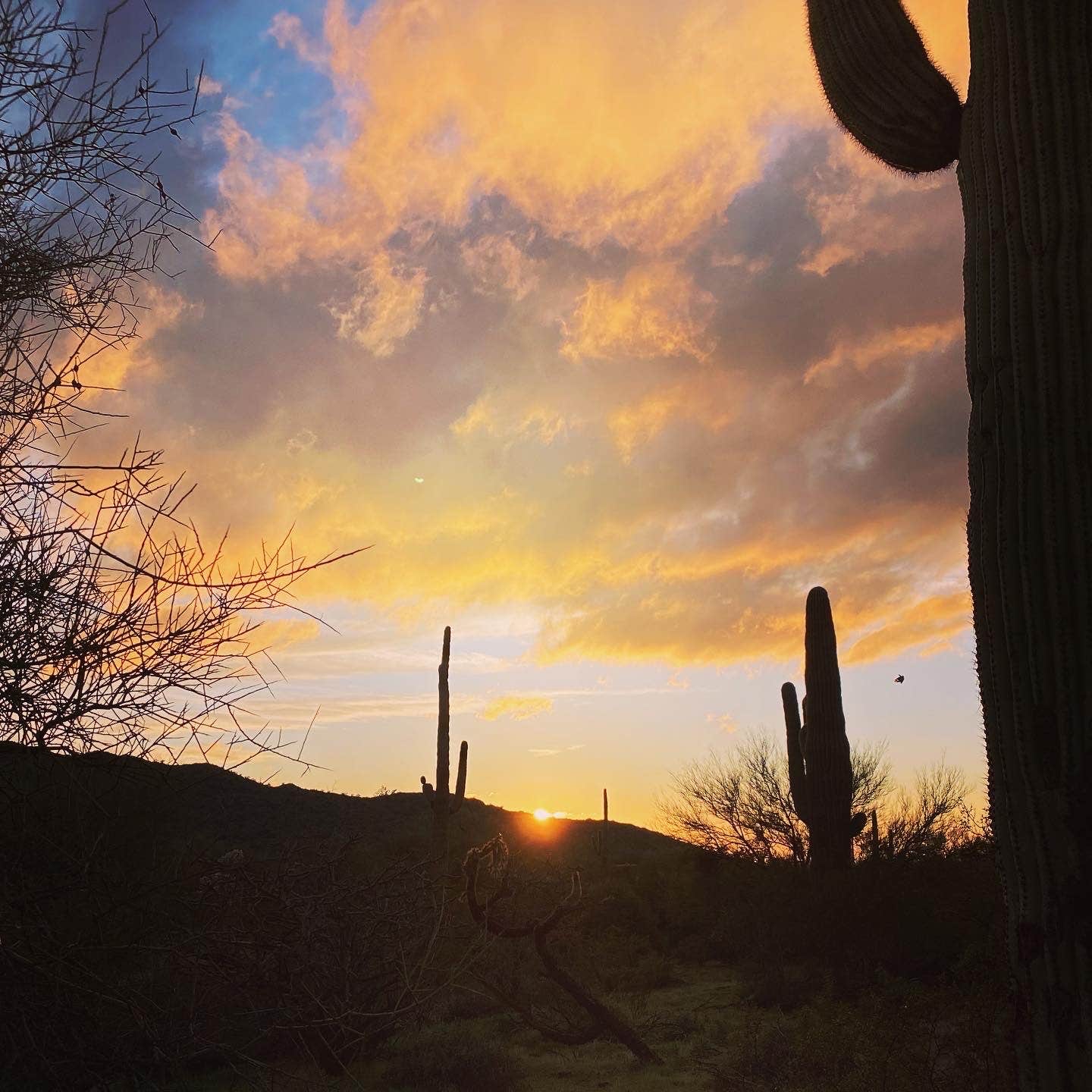 Beth G.'s photo of a dispersed camping area at Cactus Forest Dispersed in Arizona