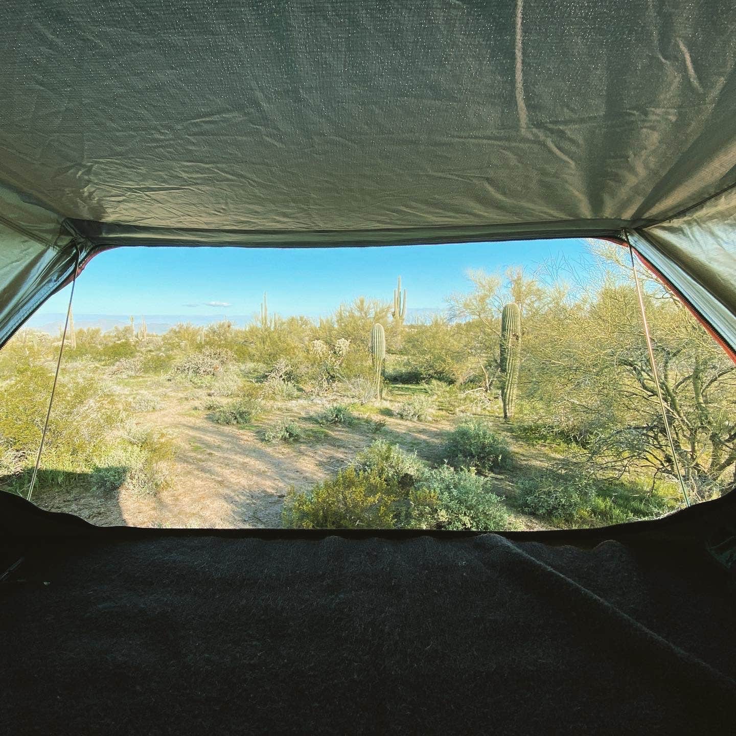 Beth G.'s photo at Cactus Forest Dispersed near Picacho, AZ