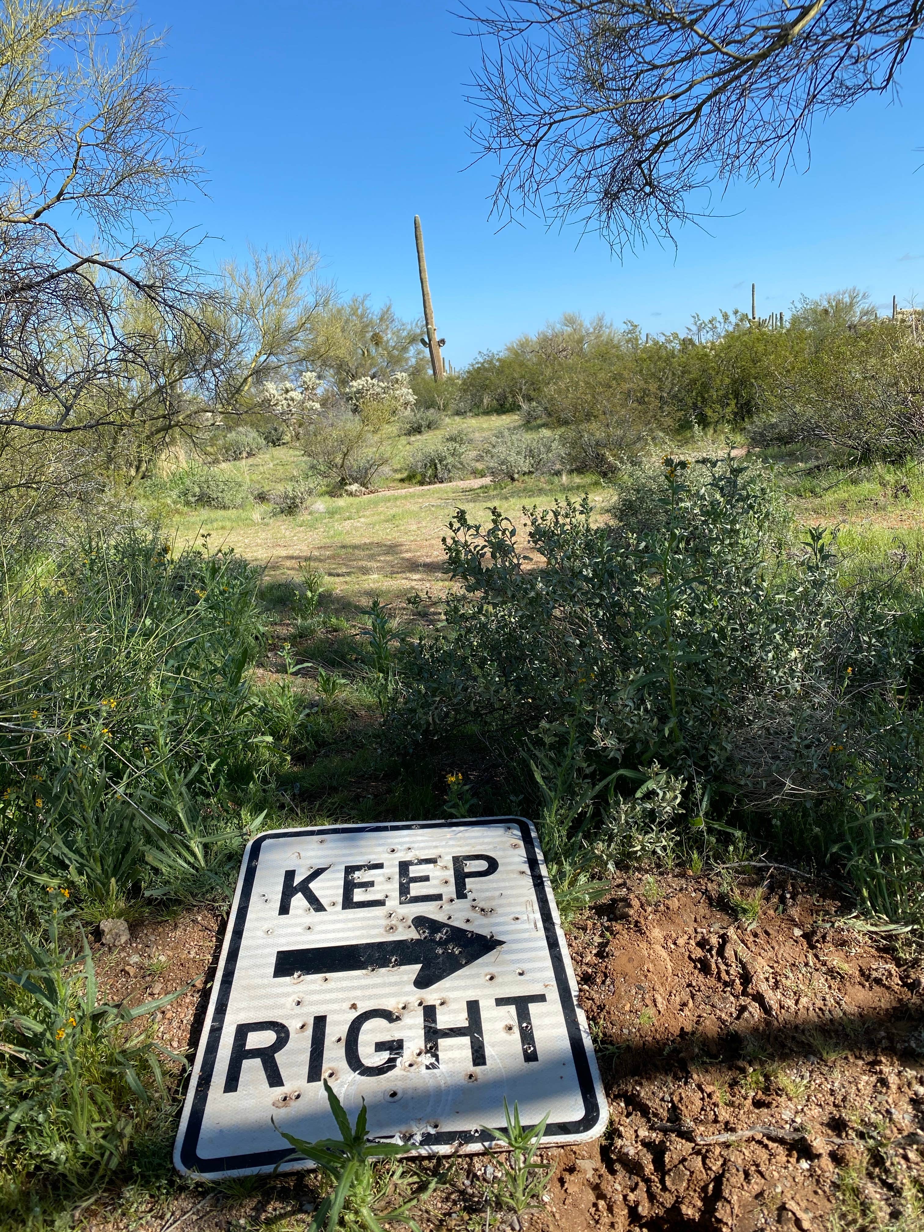 Camper submitted image from Cactus Forest Dispersed - 4