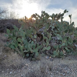 Awesome giant cactus on the trail