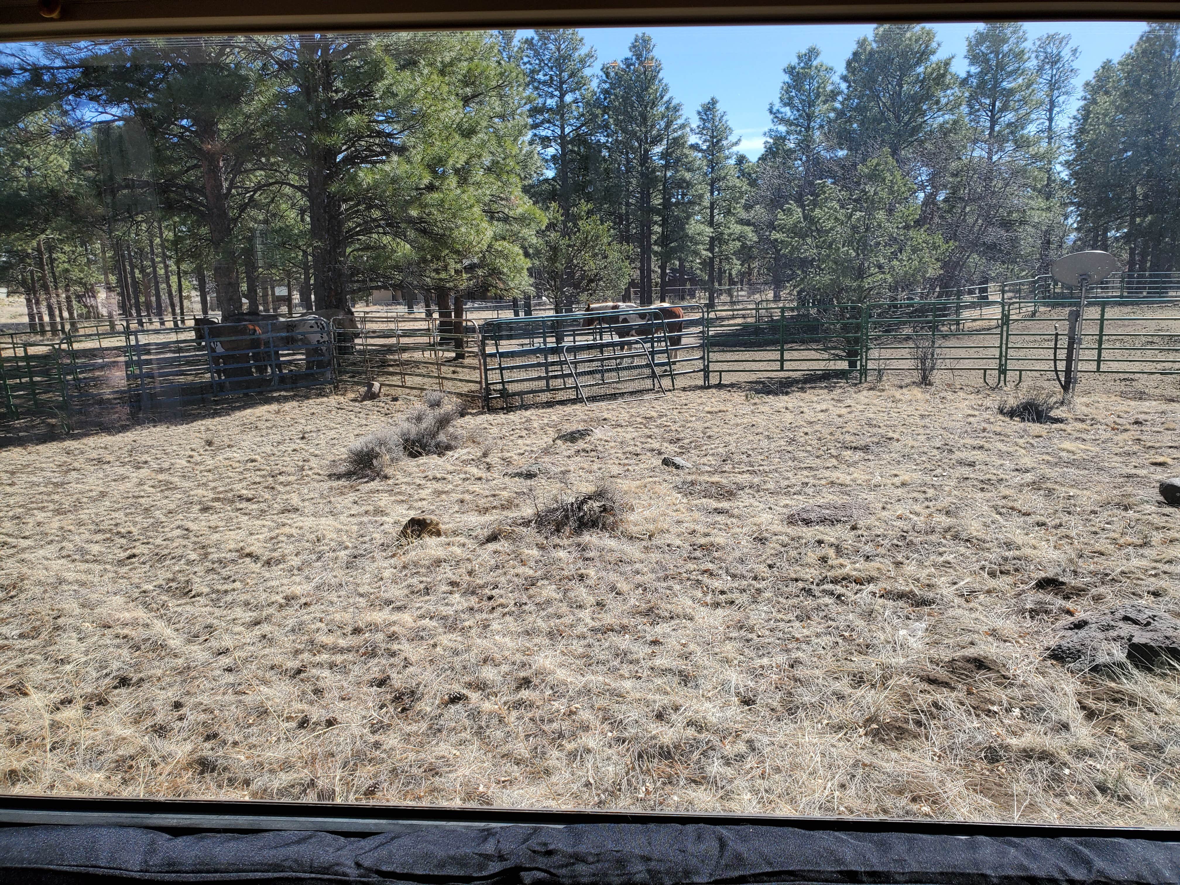Camper-submitted photo at 5430 Snow Bowl near Flagstaff, AZ
