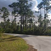 Review photo of Long Pine Key Campground — Everglades National Park by Jean C., February 26, 2020