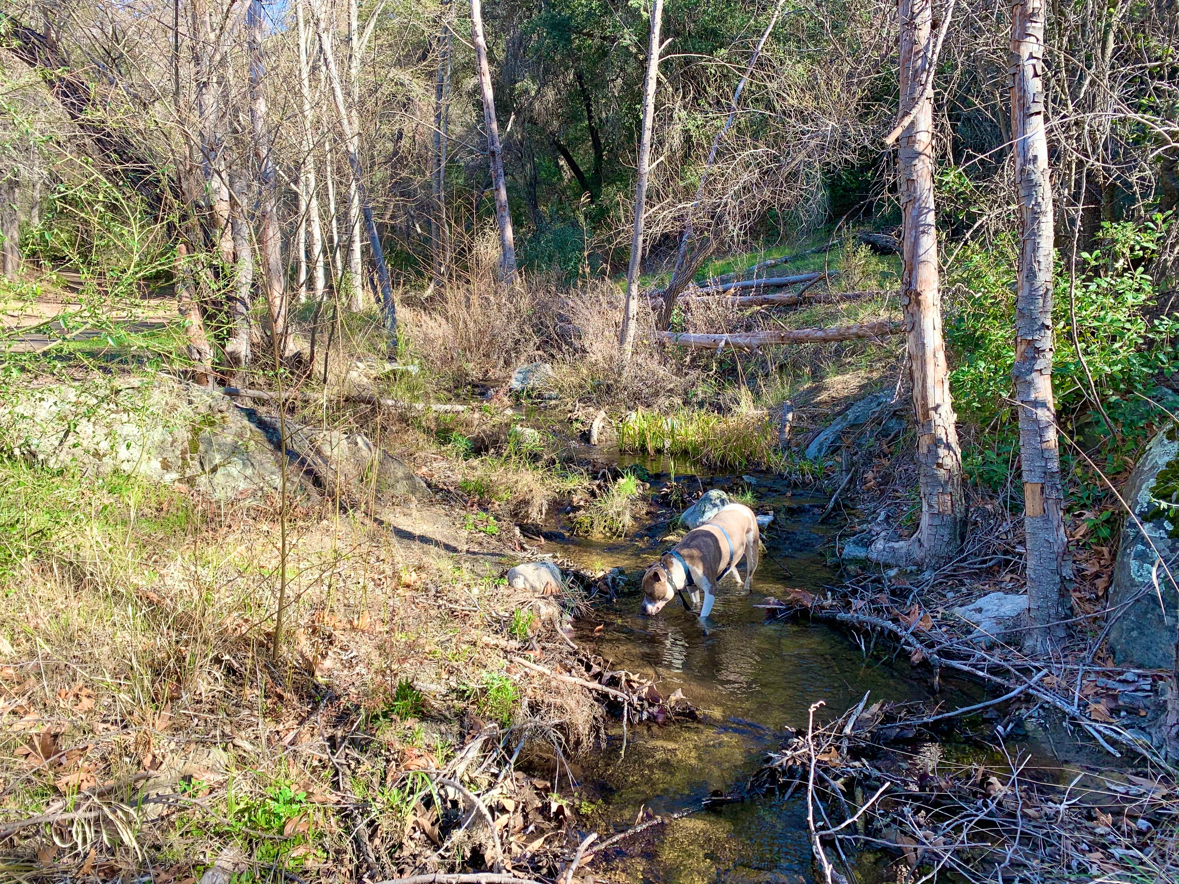 Camper submitted image from Davy Brown Campground - 5