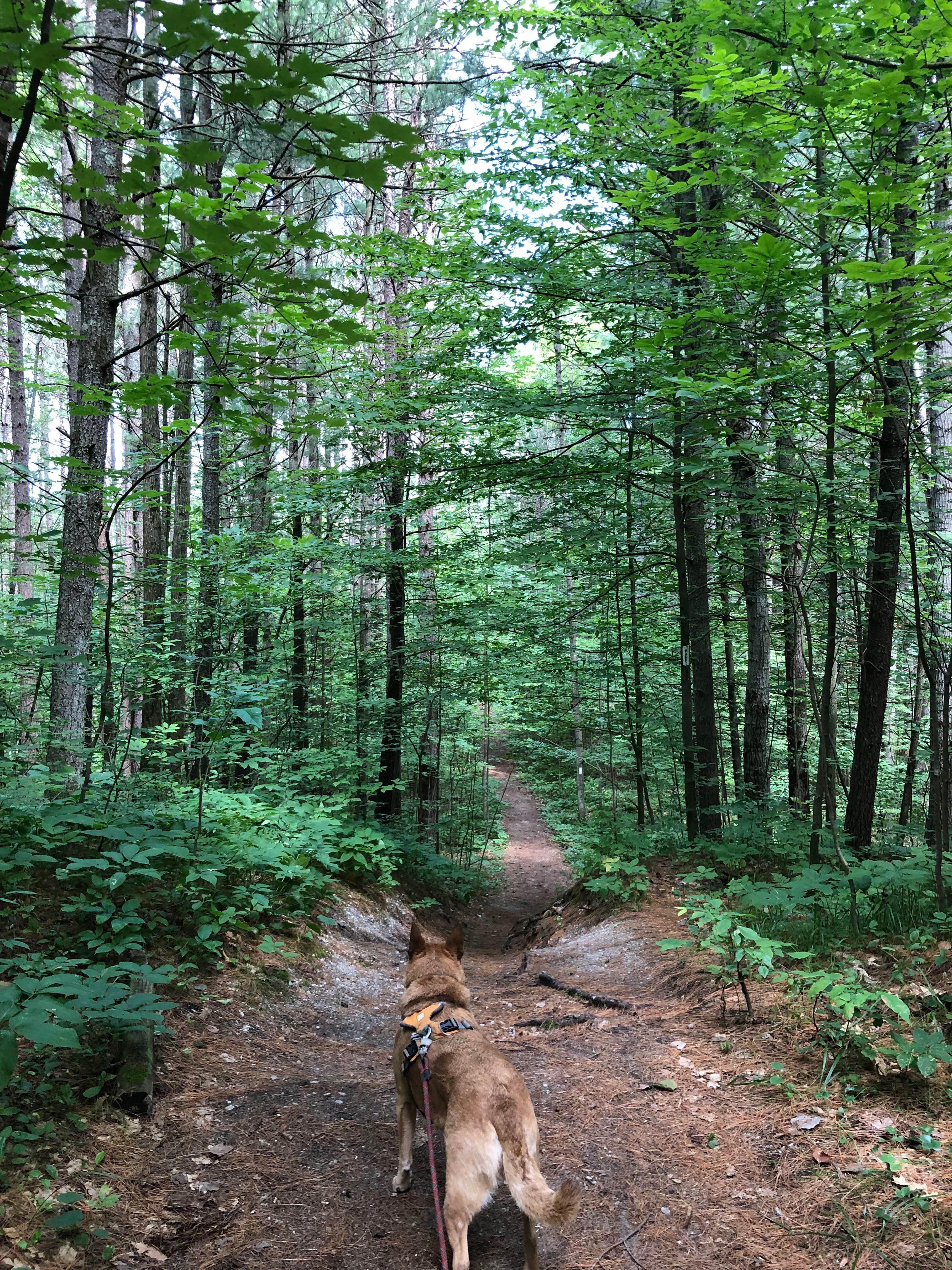 Art S.'s photo of camping with pets at Seaton Creek Campground near Huron-Manistee National Forests