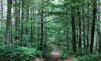 Art S.'s photo of camping with pets at Seaton Creek Campground near Huron-Manistee National Forests