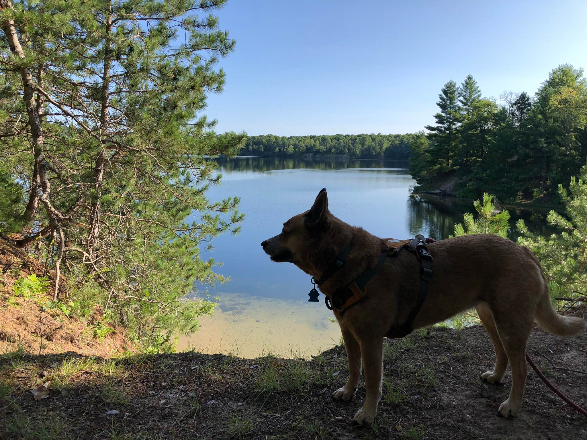 Art S.'s photo of camping with pets at Seaton Creek Campground near Huron-Manistee National Forests