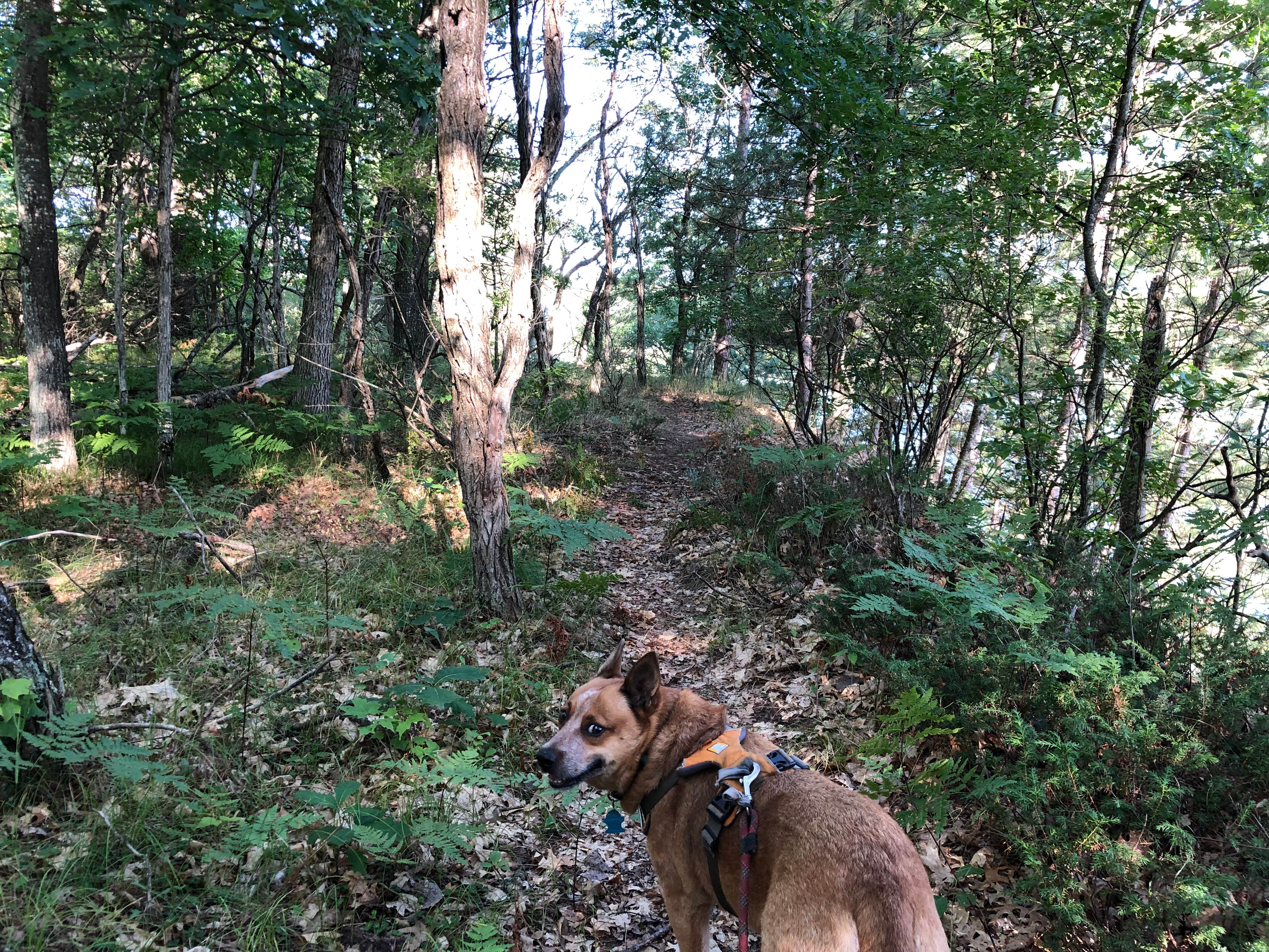 Art S.'s photo of camping with pets at Seaton Creek Campground near Luther, MI