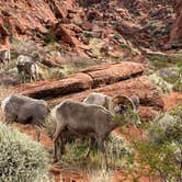 Review photo of Atlatl Rock Campground — Valley of Fire State Park by Brittany  T., February 26, 2020