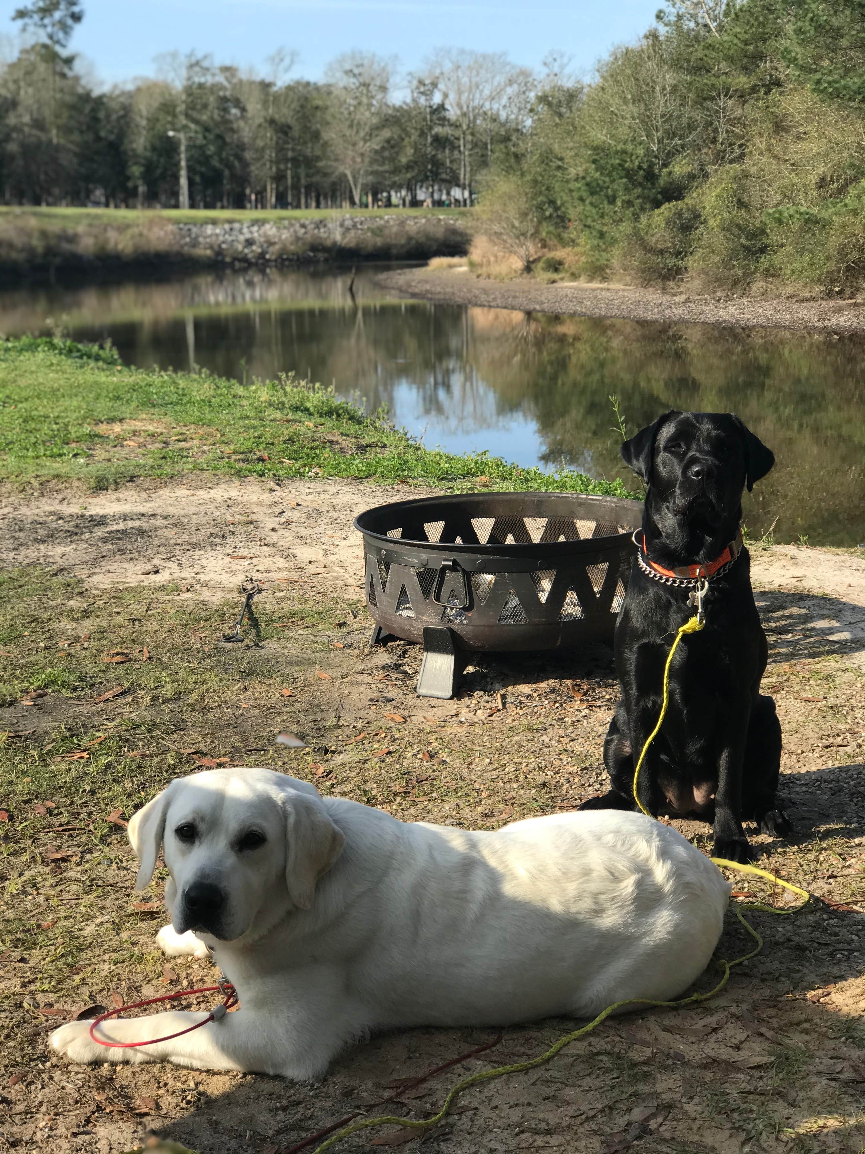 Rebecca H.'s photo of camping with pets at McLeod Park Campground near Gulfport, MS