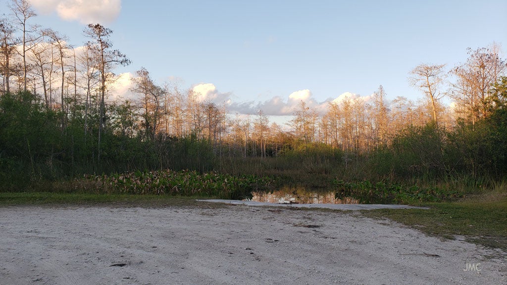 Camper submitted image from Mitchell Landing Campground — Big Cypress National Preserve - 4
