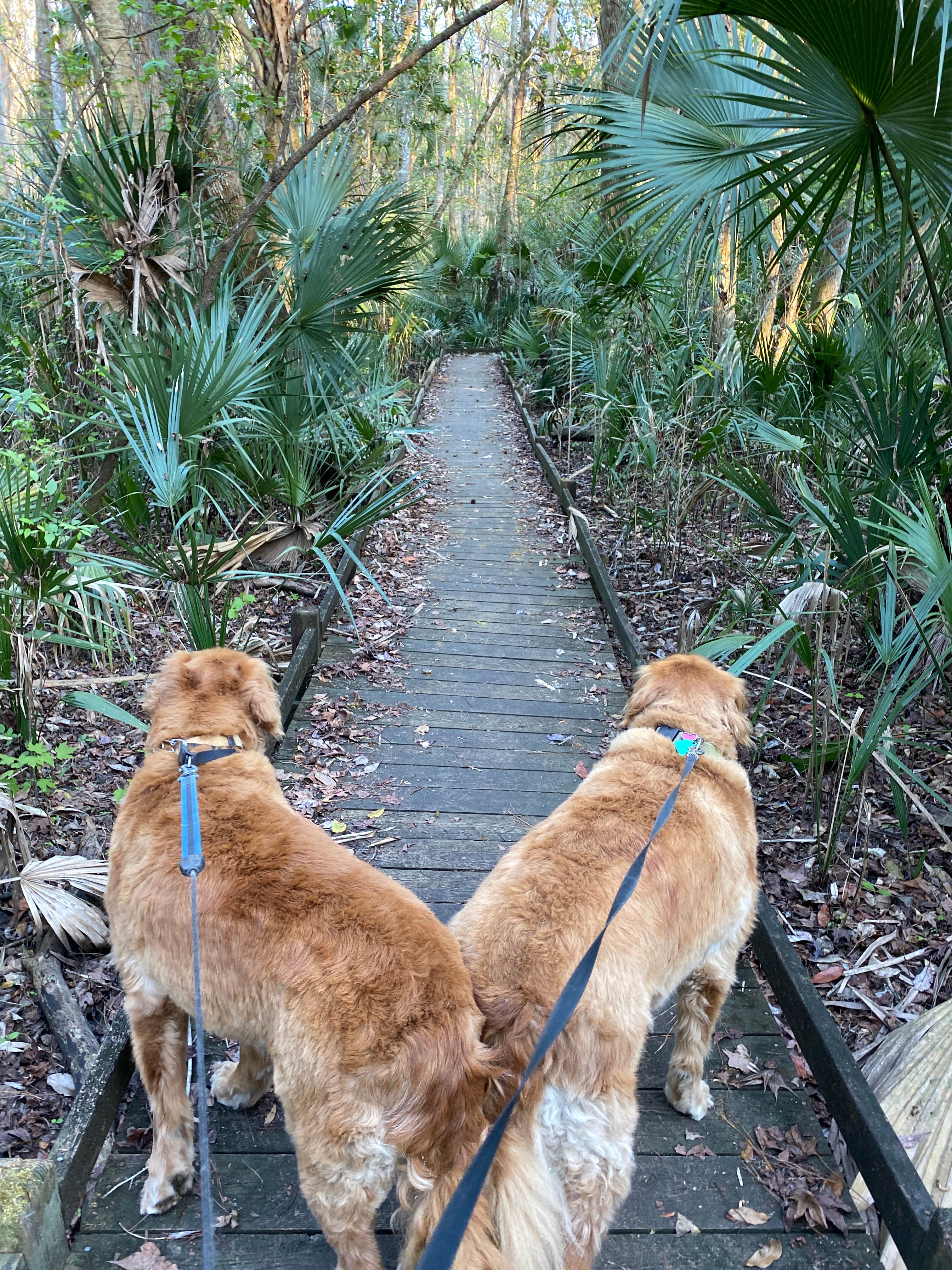 Liz H.'s photo of camping with pets at Salt Springs Recreation Area near Keystone Heights, FL