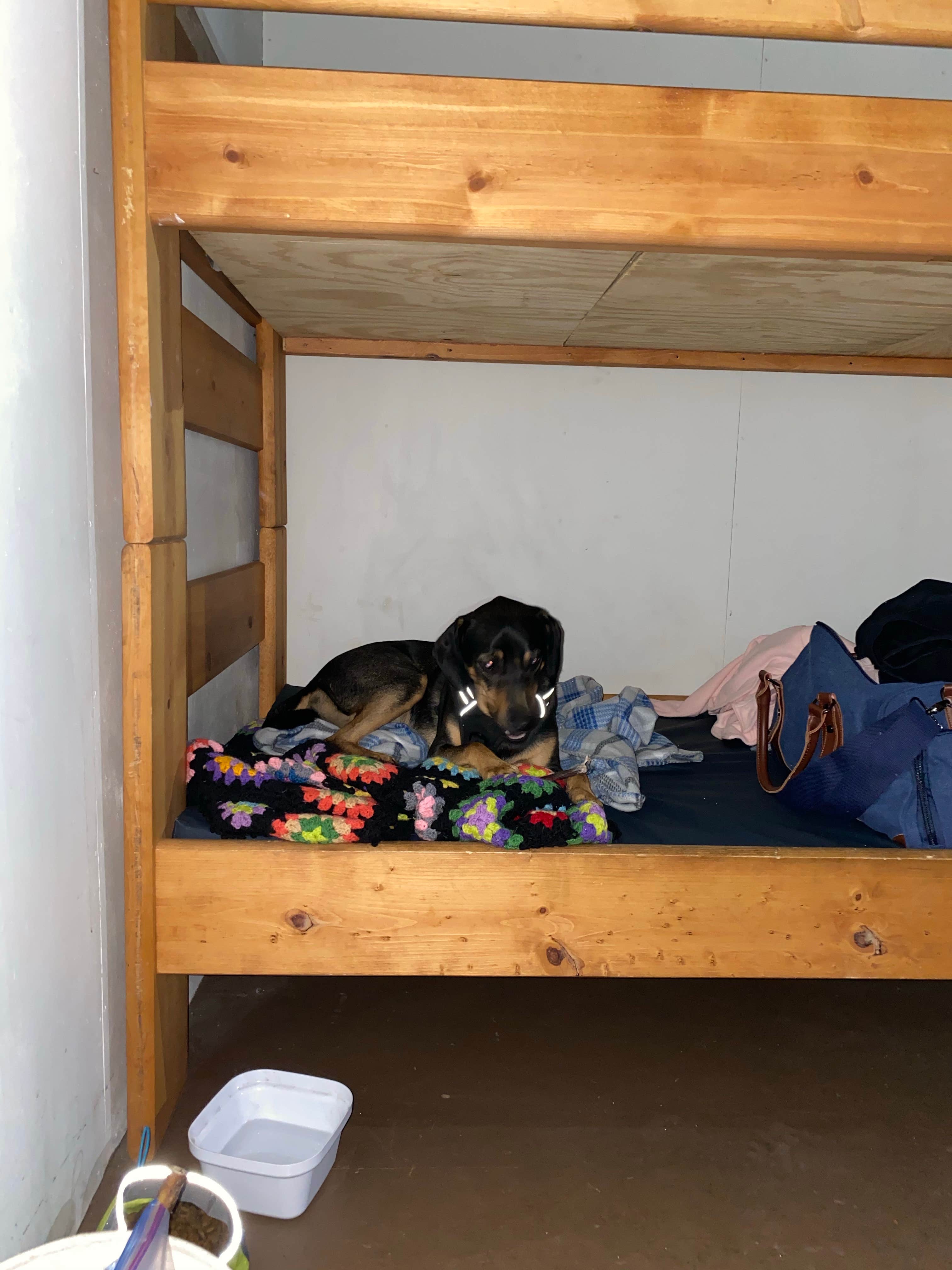 CJ T.'s photo of camping with pets at Arizona Nordic Village near Gray Mountain, AZ