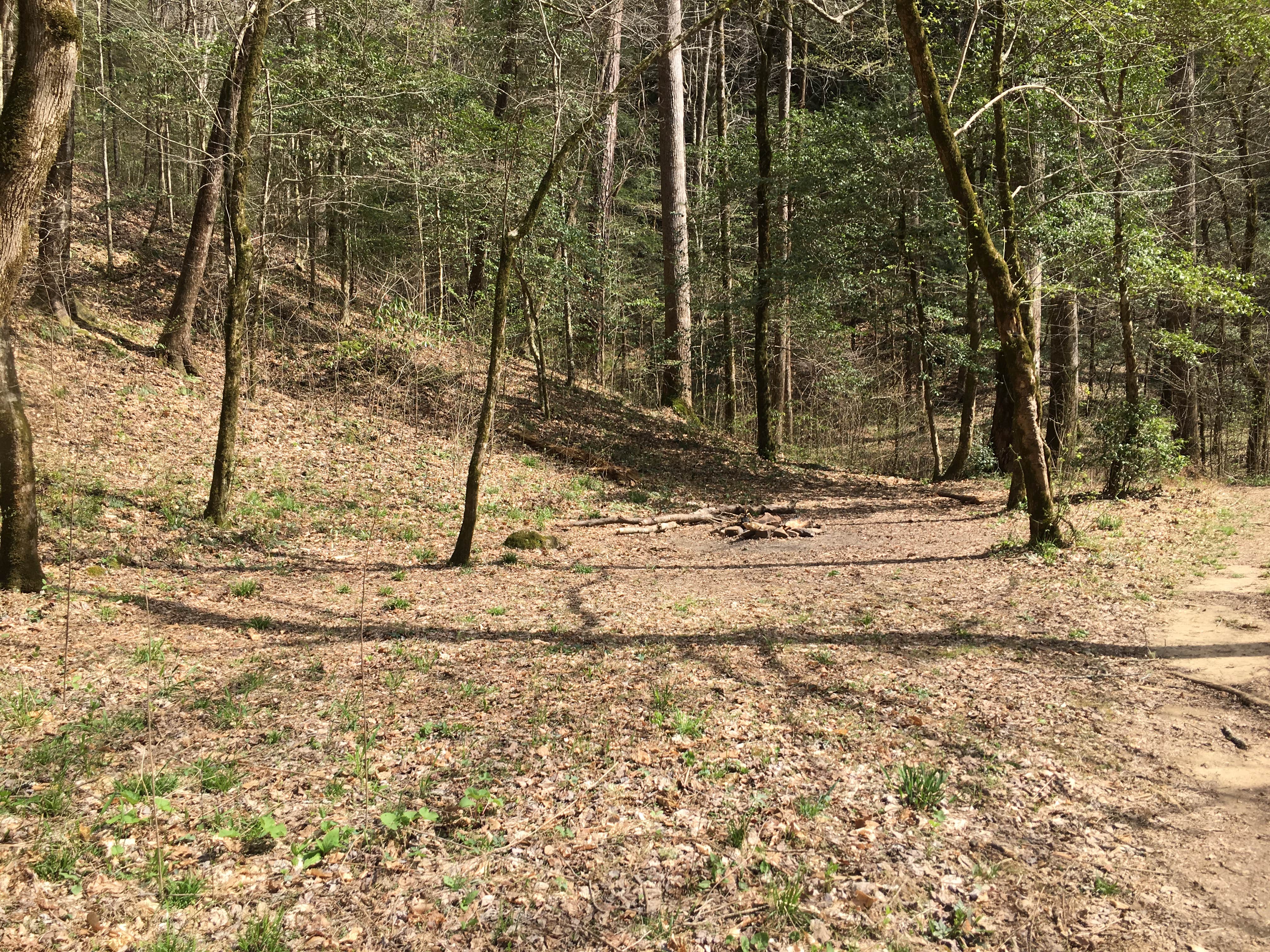 Camper-submitted photo at Sipsey Wilderness Backcountry Site (Trail 200 Site D) near Decatur, AL