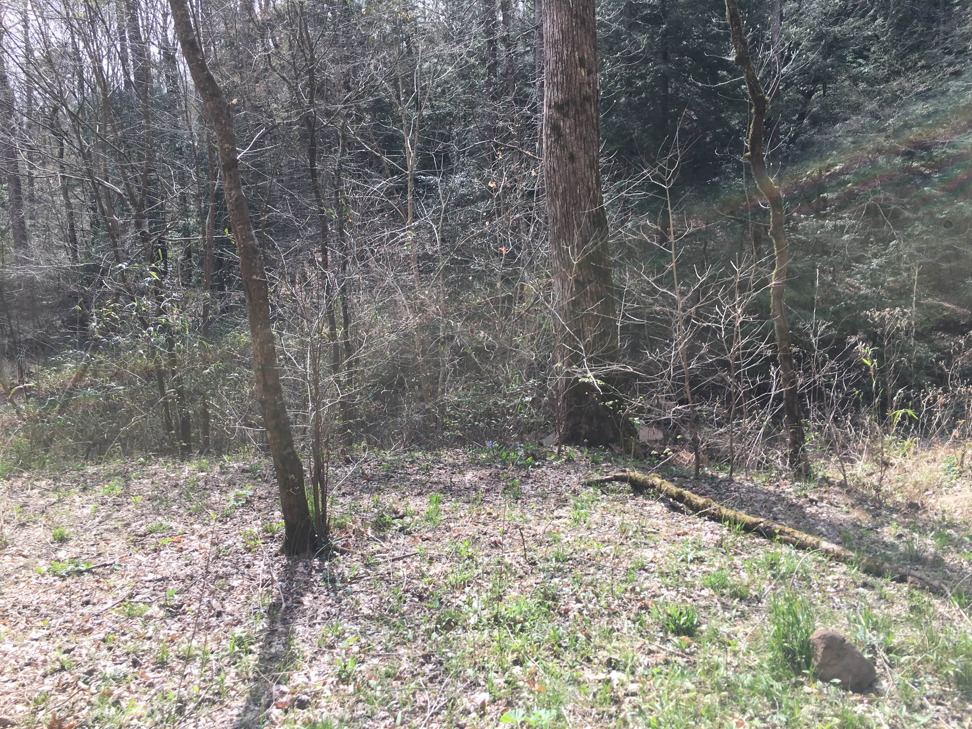 Camper-submitted photo at Sipsey Wilderness Backcountry Site (Trail 200 Site D) near Decatur, AL