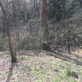 Review photo of Sipsey Wilderness Backcountry Site (Trail 200 Site D) by Asher K., February 28, 2020