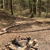 Review photo of Sipsey Wilderness Backcountry Site (Trail 200 Site D) by Asher K., February 28, 2020