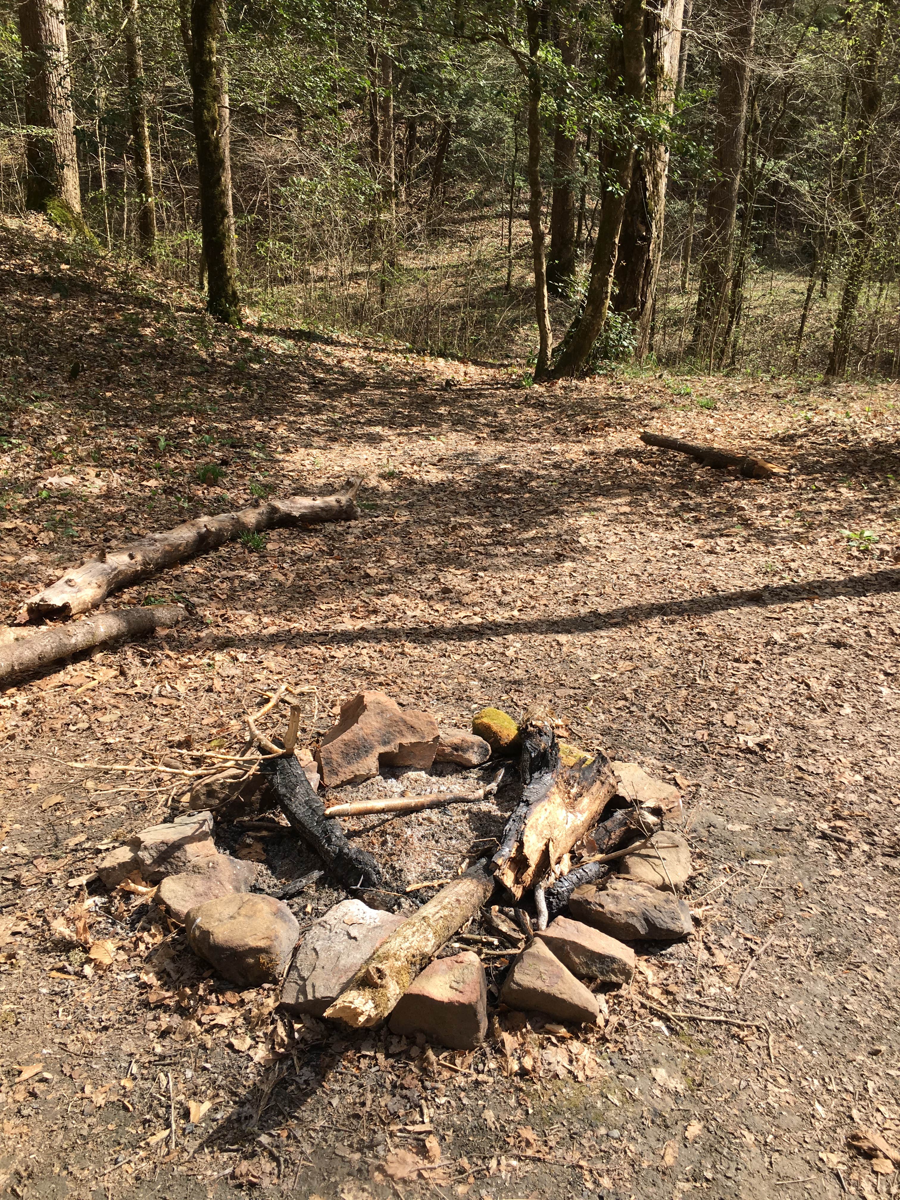 Camper submitted image from Sipsey Wilderness Backcountry Site (Trail 200 Site D) - 3