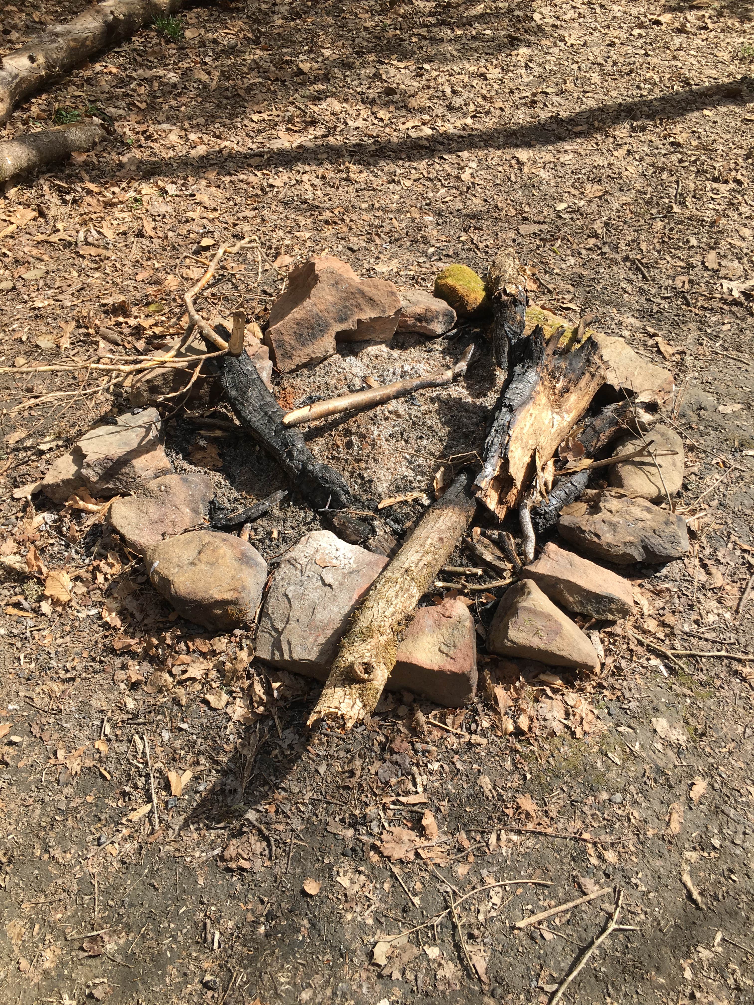 Camping near Sipsey Wilderness Backcountry Site (Trail 200 Site A): Sipsey Wilderness Backcountry Site (Trail 200 Site D), Bankhead National Forest, Alabama