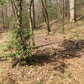 Review photo of Sipsey Wilderness Backcountry Site (Trail 200 Site D) by Asher K., February 28, 2020