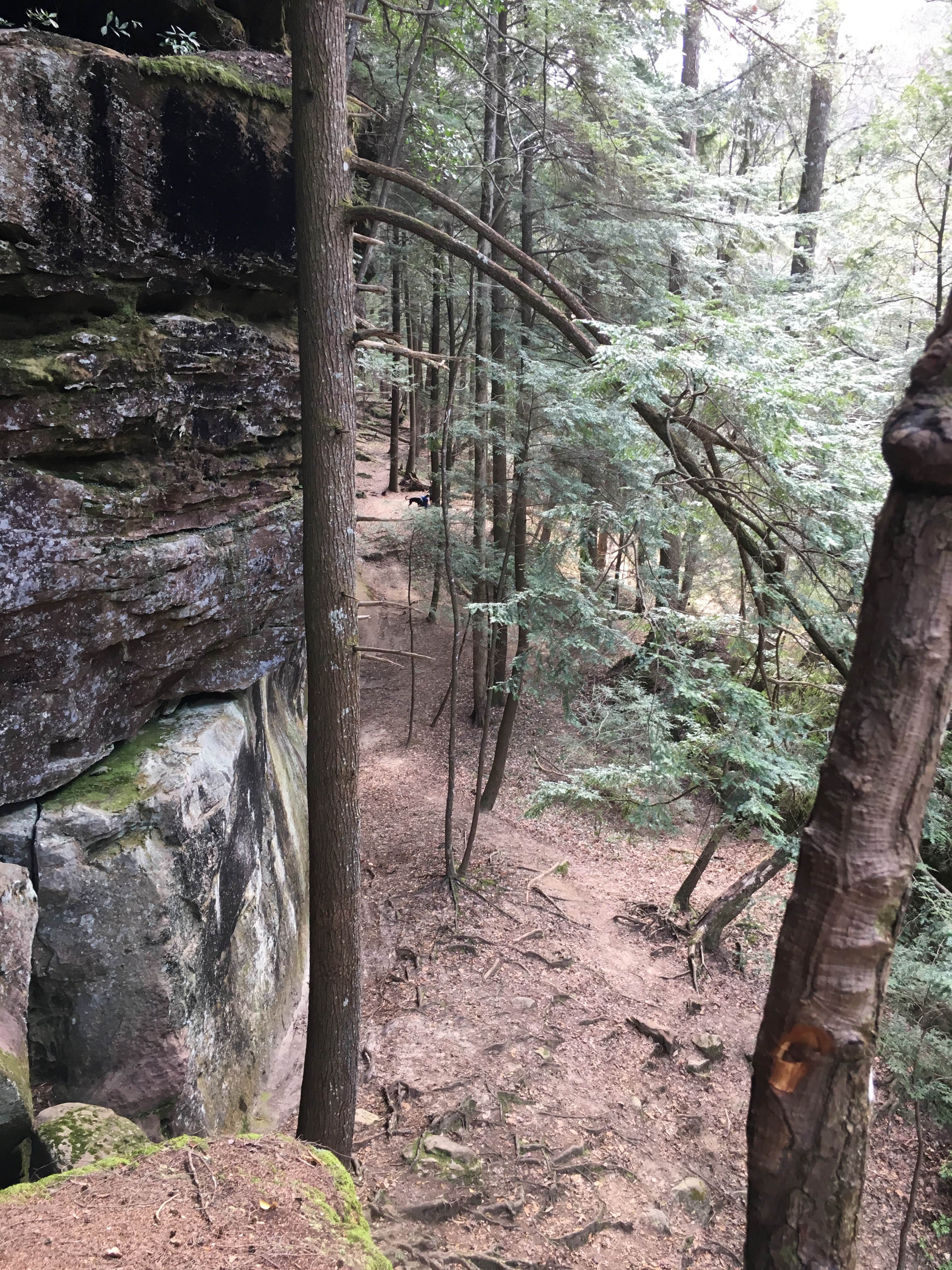 Camper-submitted photo at Sipsey Wilderness Backcountry Site (Trail 200 Site D) near Decatur, AL